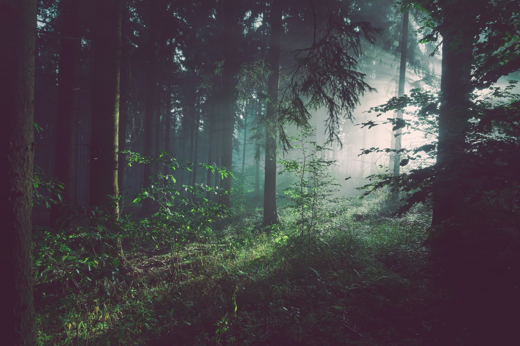 Sous-bois de montagne traverse par une lumiere douce