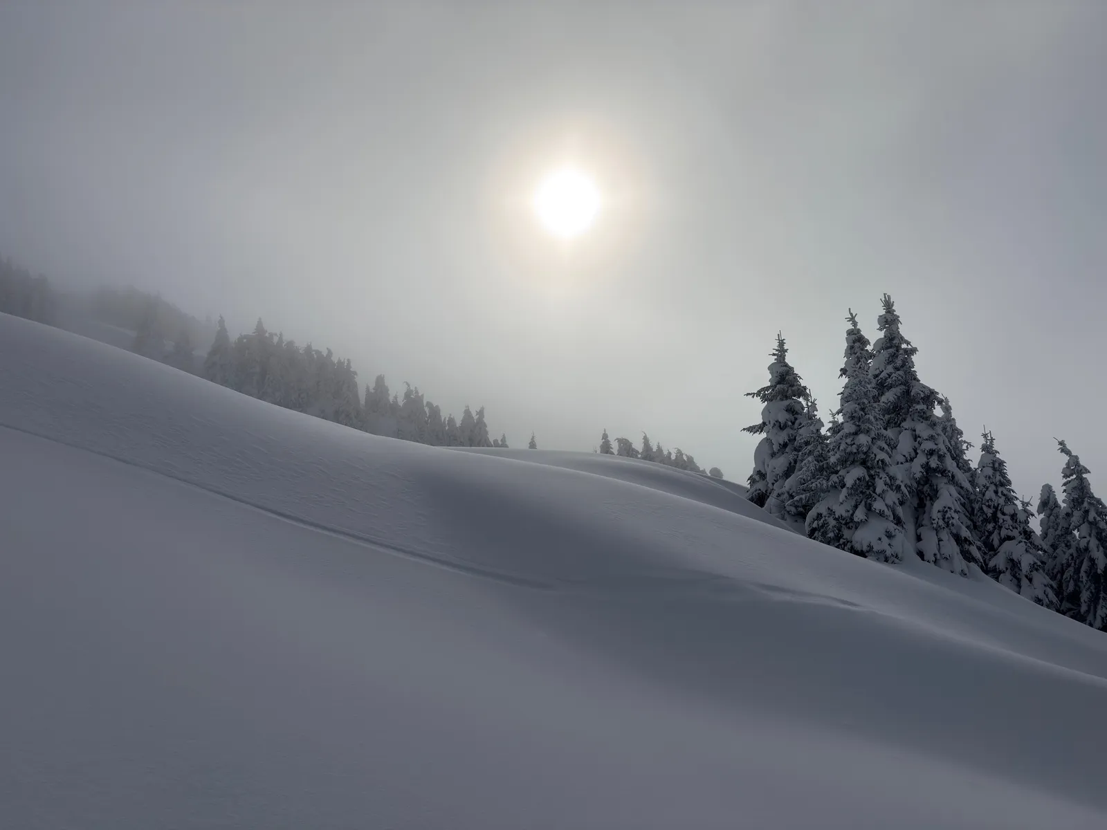 Soleil voilé au-dessus des sapins enneigés vers le col de Coux