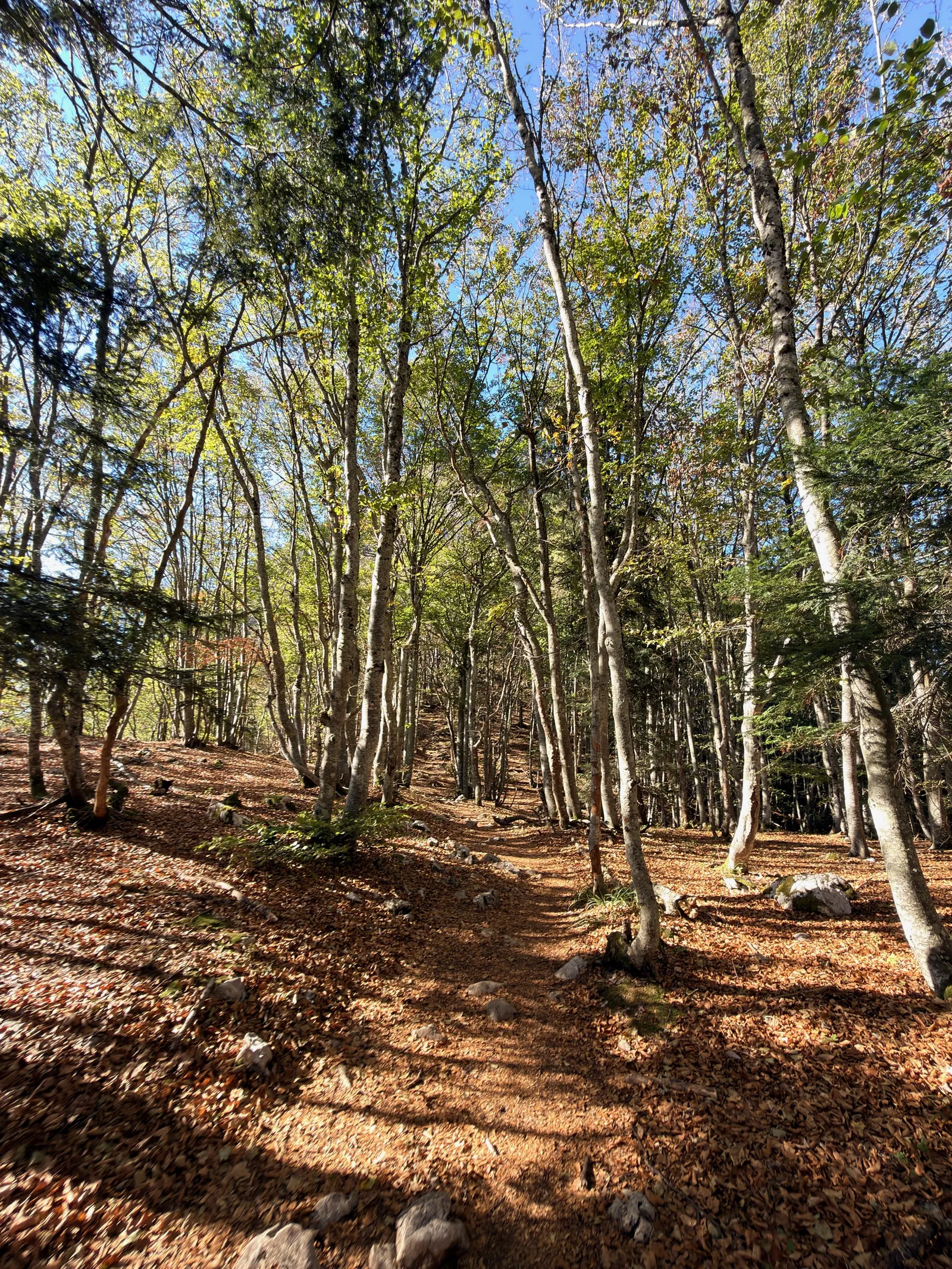 Sentier couvert de feuilles dans la forêt du mont du Chat