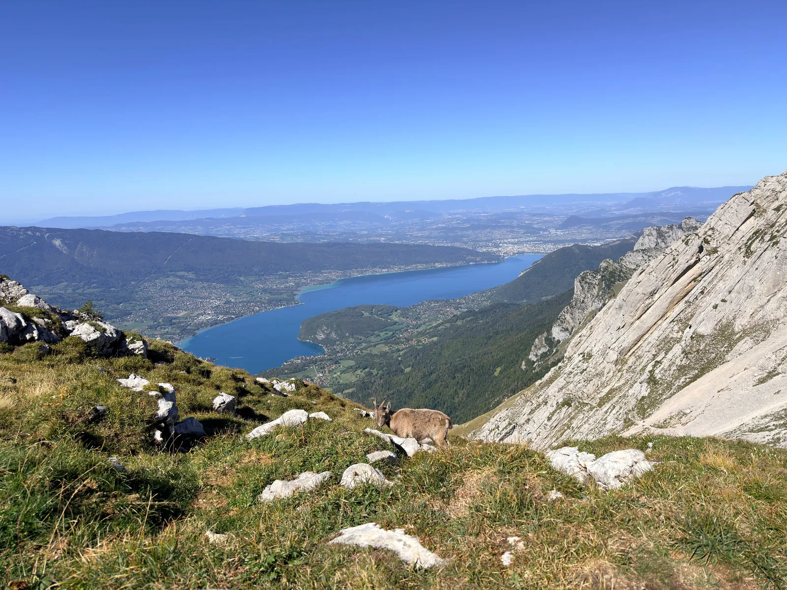 Un bouquetin dans les pentes herbeuses, avec le lac d’Annecy en arrière-plan.