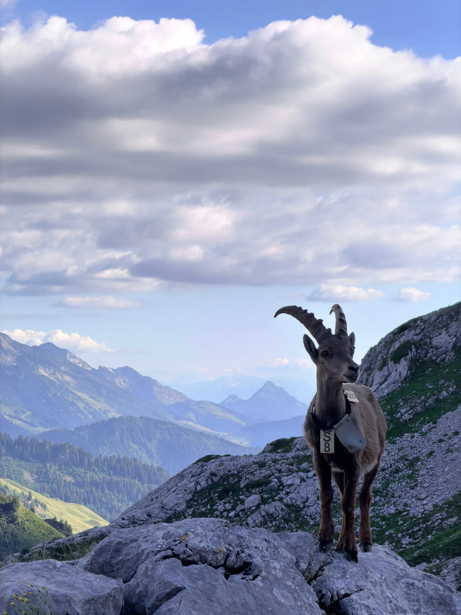 Bouquetin sur des rochers, devant les reliefs et un ciel nuageux.
