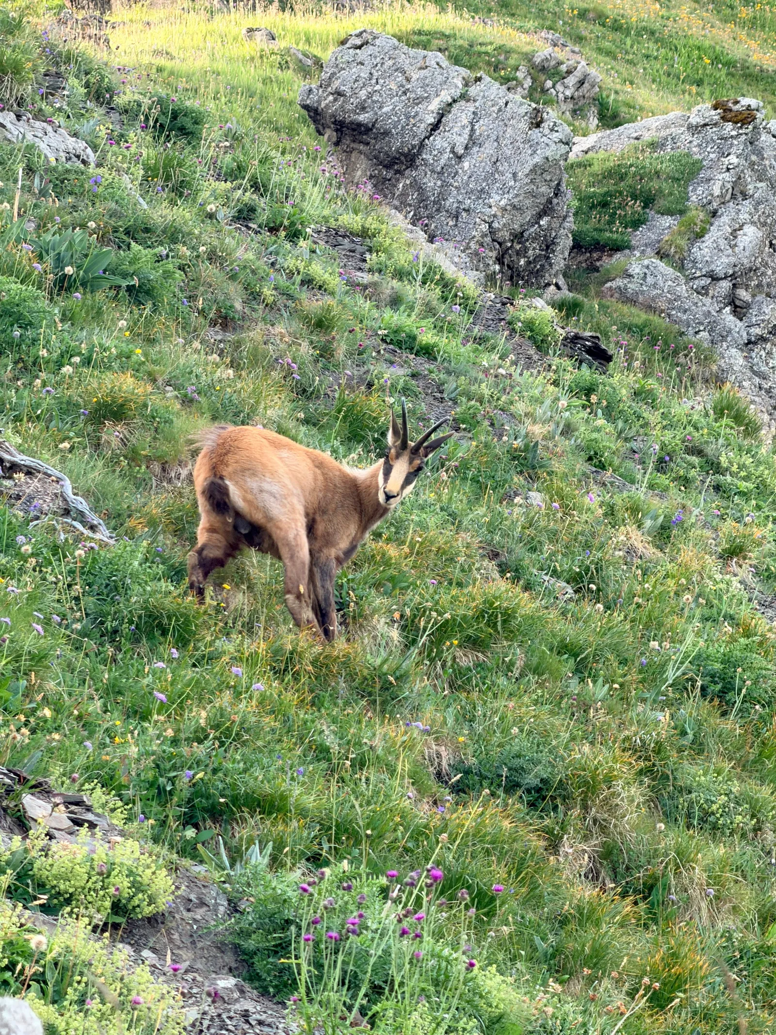 Chamois parmi les fleurs, les herbes et les rochers.