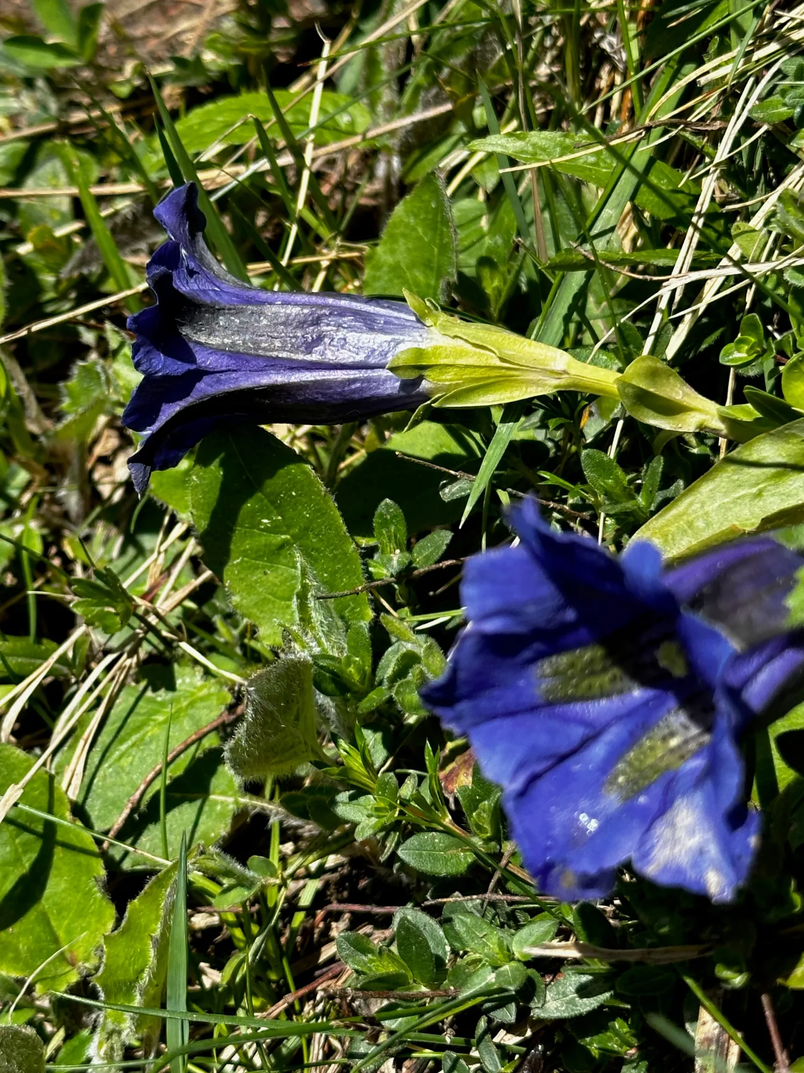 Fleurs bleues dans l’herbe et les petits rochers.