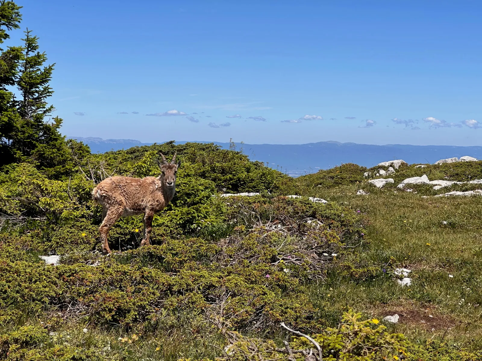 Bouquetin parmi les arbustes, les herbes et les rochers.