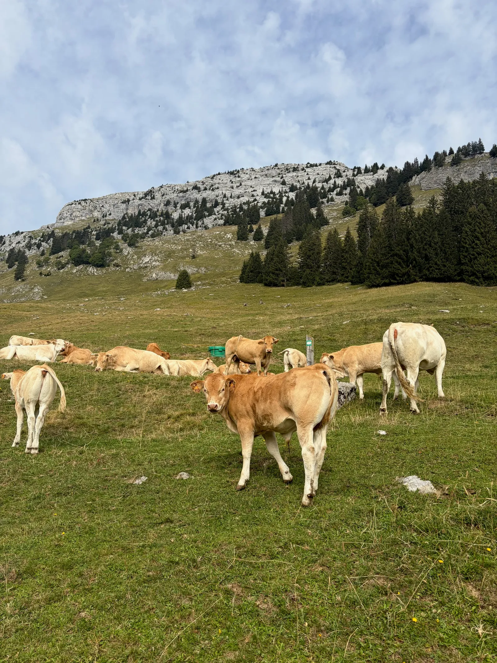 Vaches dans un alpage au pied des falaises calcaires.