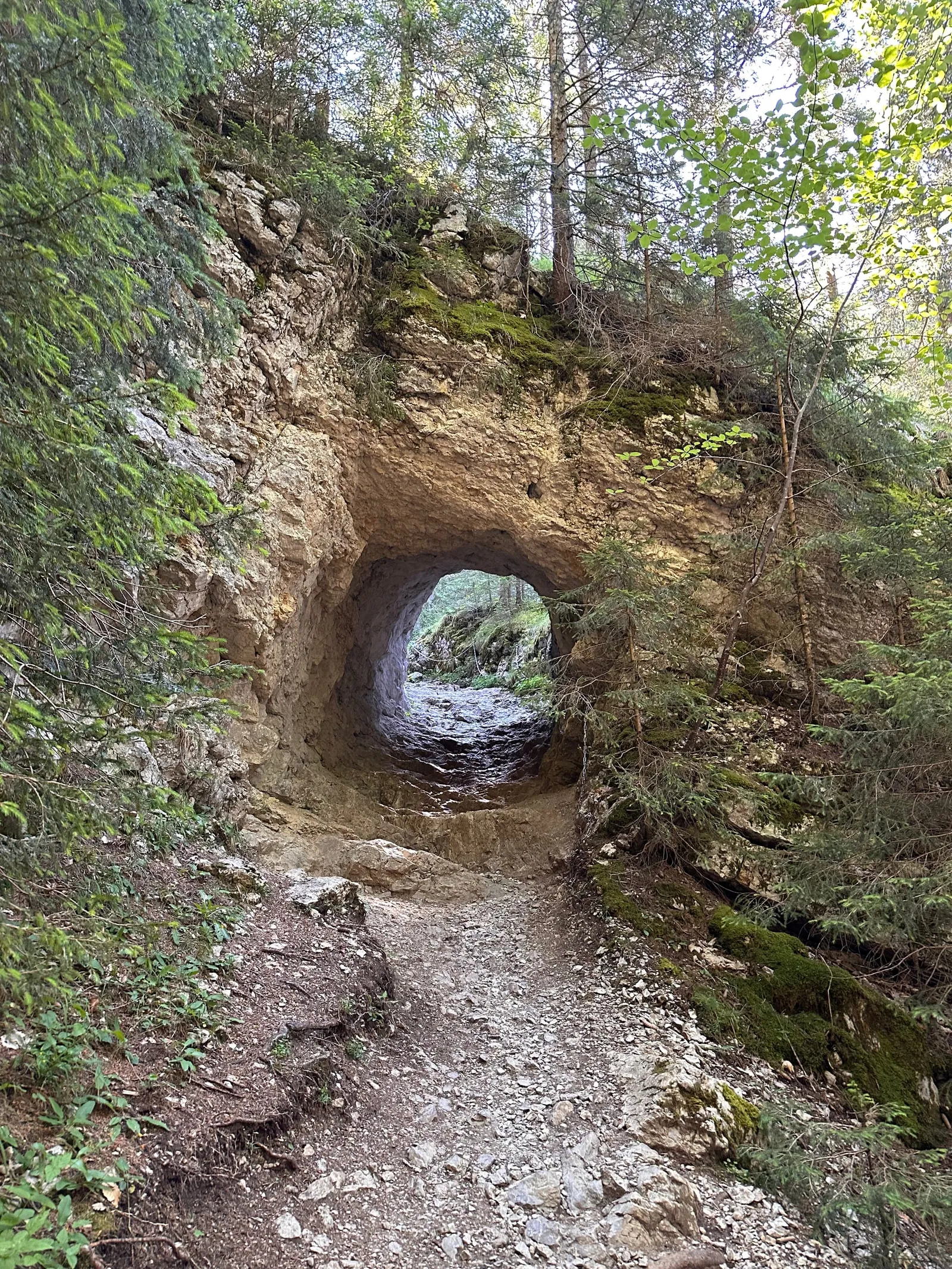 Petit tunnel sur le chemin en forêt.
