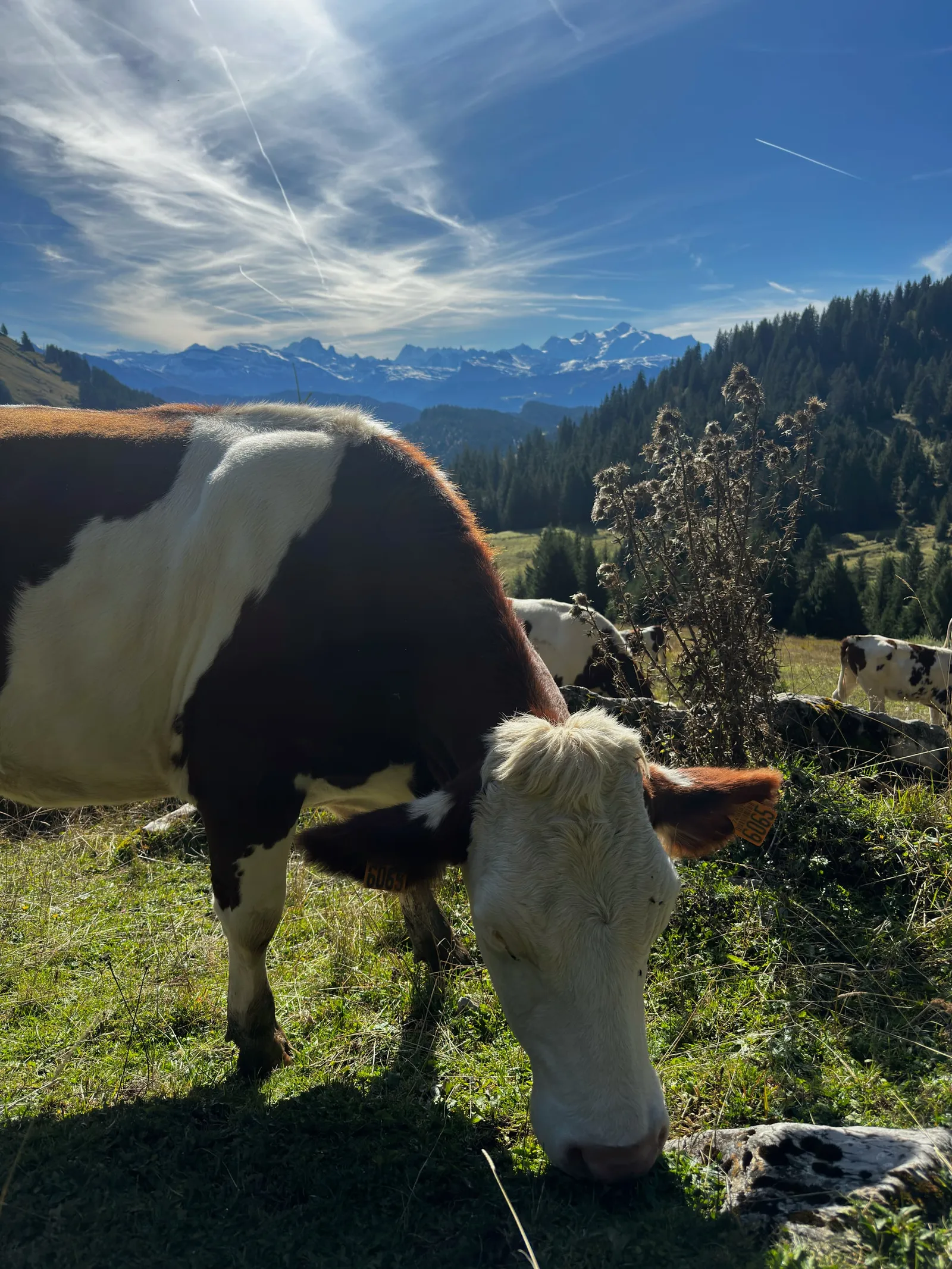 Vache au pâturage devant les montagnes, à la fin de septembre.