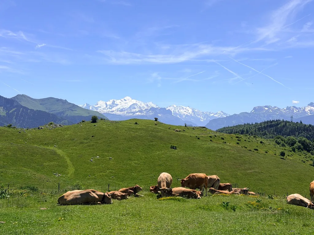 Vaches dans un alpage verdoyant face au massif du Mont-Blanc.