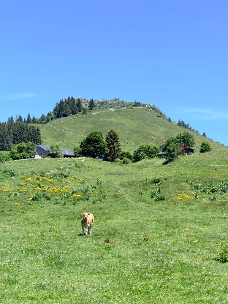 Vache dans une prairie fleurie sous les chalets et le sommet de Miribel.