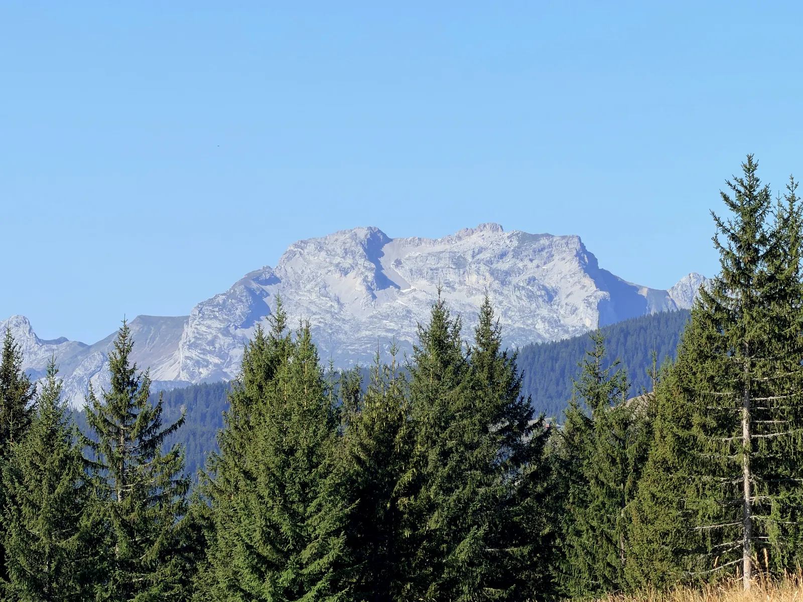 Massif calcaire clair au-dessus d’une forêt d’épicéas sous un ciel bleu.