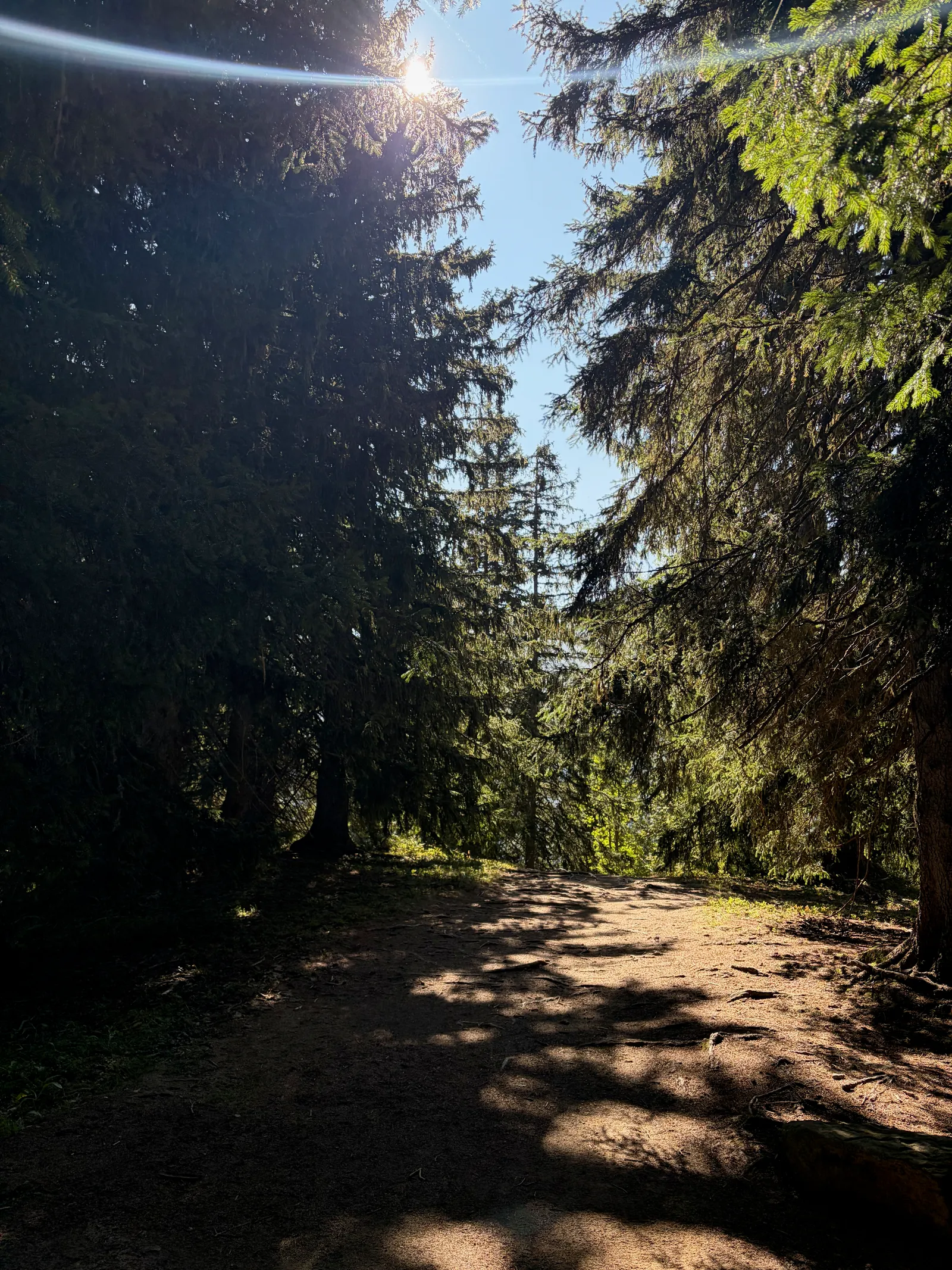 Sentier ombragé entre les conifères, éclairé par le soleil à travers les branches.