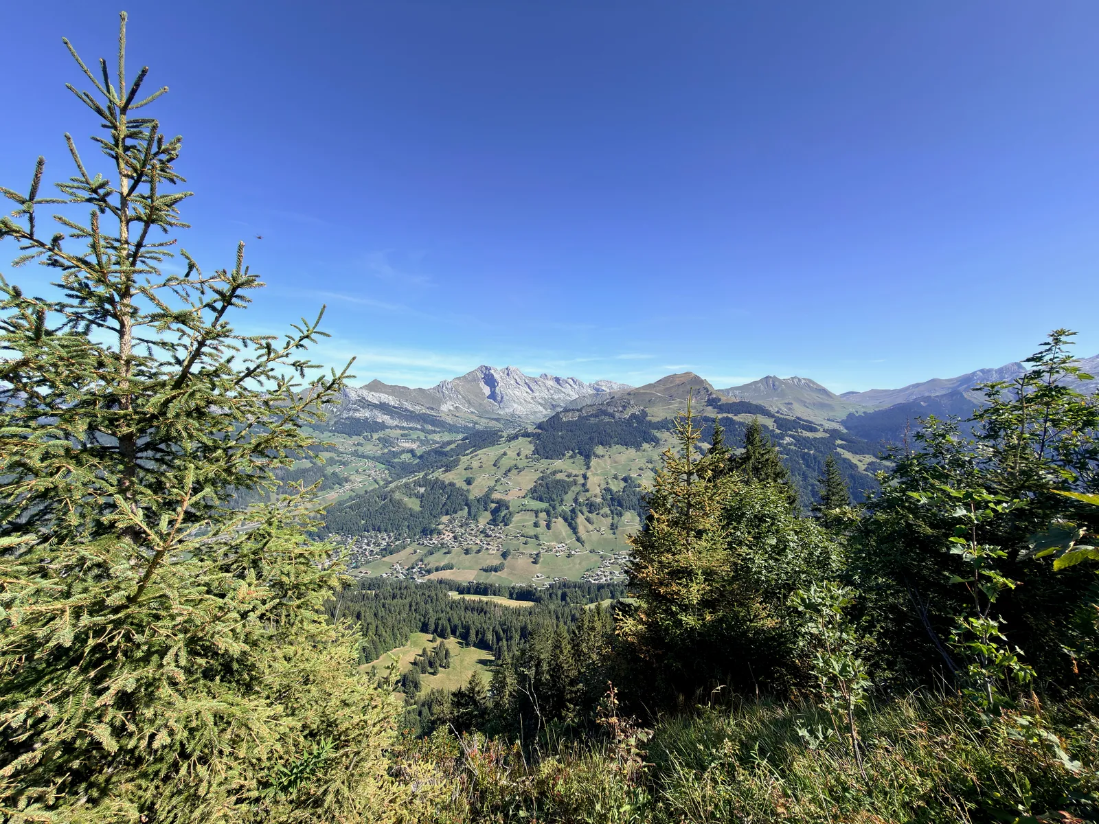 Vue entre les conifères sur des versants d’alpage et des reliefs montagneux.